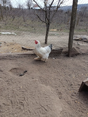 Ouă pentru incubat- găini brahma (un pic corcite) - imagine 2