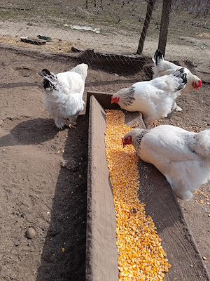 Ouă pentru incubat- găini brahma (un pic corcite) - imagine 3