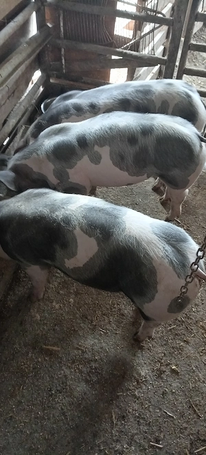 Porci, purcei  - imagine 4