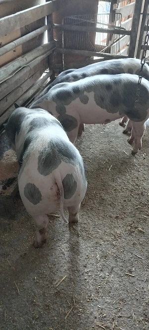 Porci, purcei  - imagine 3