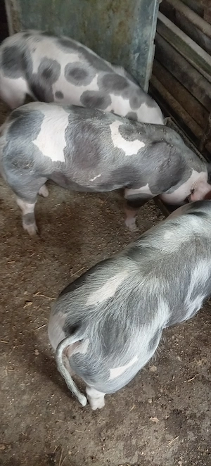 Porci, purcei  - imagine 5