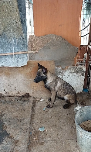 Ciobanesc Belgian Malinois  - imagine 3