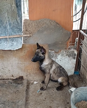 Ciobanesc Belgian Malinois 