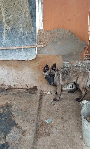 Ciobanesc Belgian Malinois  - imagine 2
