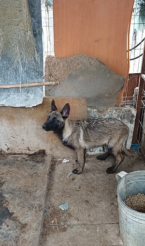 Ciobanesc Belgian Malinois  - imagine 4