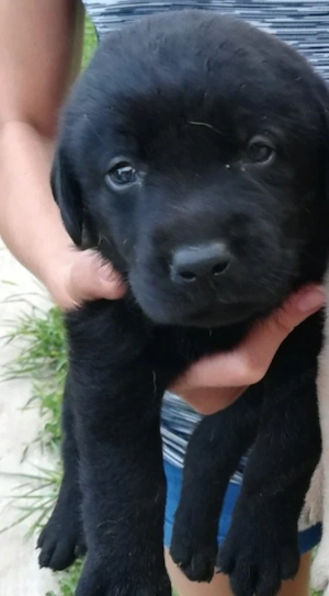 Labrador Retriever 