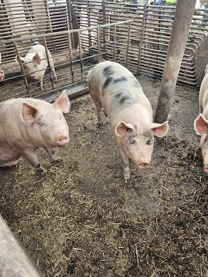 Porci pentru sacrificat  - imagine 2