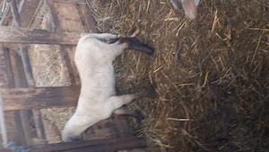 oi de rasă  - imagine 3