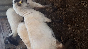 oi de rasă  - imagine 5