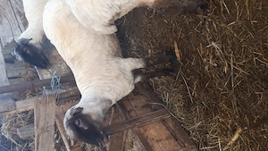 oi de rasă  - imagine 4