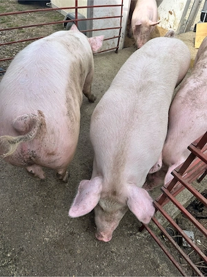 Porc serano crescut natural! - imagine 2