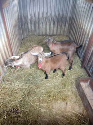 Iezi de vânzare rasa Anglo nubian cu alpin francez.