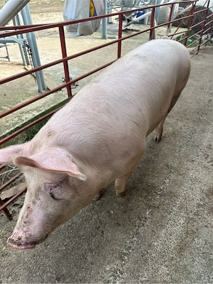 Porc crescut natural