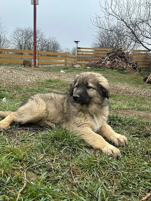 Pui Ciobănesc Talie Mare de vânzare   