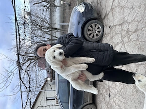 Cățeluș Asia Centrala (Alabai) - imagine 3