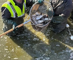 vand puiet singer si novac