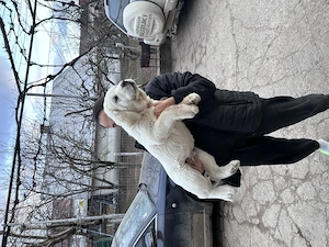 Cățeluș Asia Centrala (Alabai)