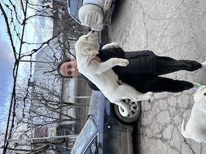 Cățeluș Asia Centrala (Alabai) - imagine 2