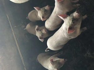 Vand purcei de 8 saptamani, rasa marele alb - imagine 2