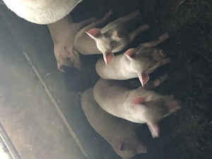 Vand purcei de 8 saptamani, rasa marele alb