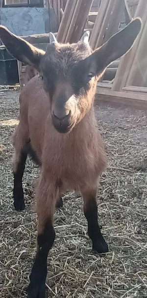 ieduțe alpin franceza 