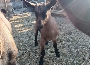 ieduțe alpin franceza  - imagine 2