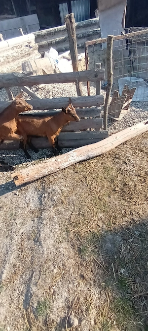 ieduțe alpin franceza  - imagine 4