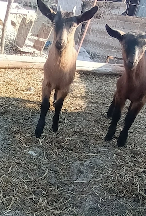 ieduțe alpin franceza  - imagine 3