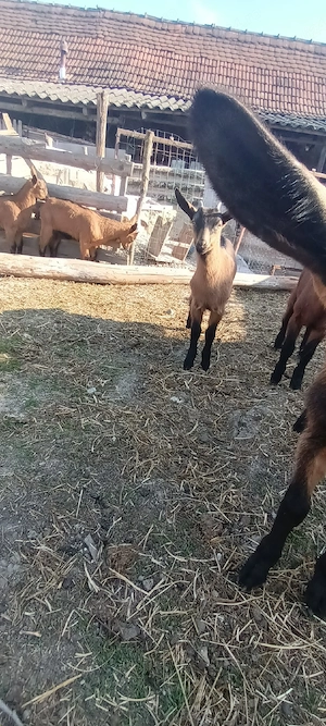 ieduțe alpin franceza  - imagine 5