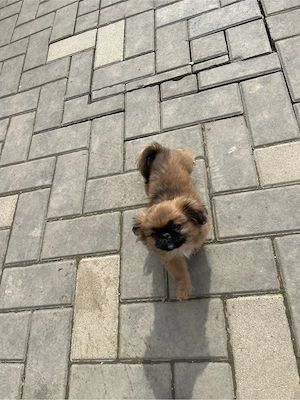 vand pichinez imperial - imagine 5