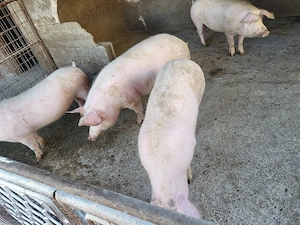 vand porci, soldani - imagine 4