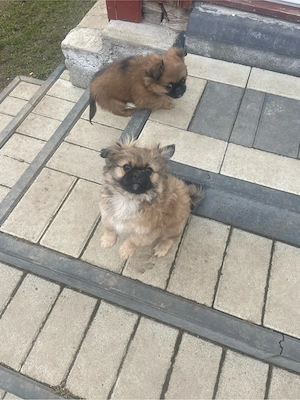 vand pichinez imperial - imagine 4