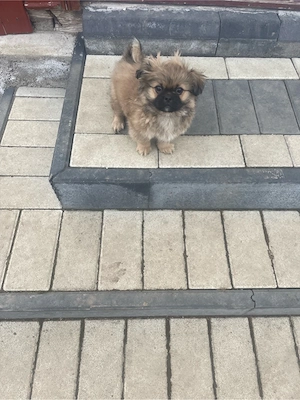 vand pichinez imperial - imagine 2