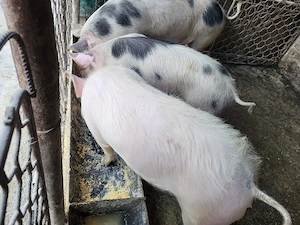 vand porci, soldani - imagine 3