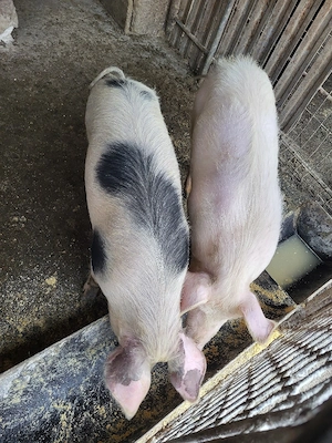 vand porci, soldani - imagine 5