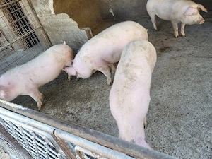 vand porci, soldani - imagine 2