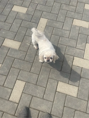 vand pichinez imperial - imagine 3