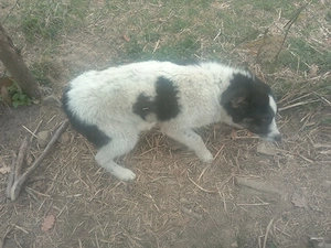 cățeluși de vânzare  - imagine 2