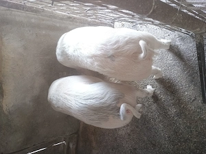 Vând 2 soldani foarte frumoasi și mancaciosi - imagine 3