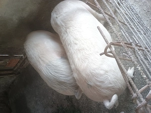 Vând 2 soldani foarte frumoasi și mancaciosi - imagine 4