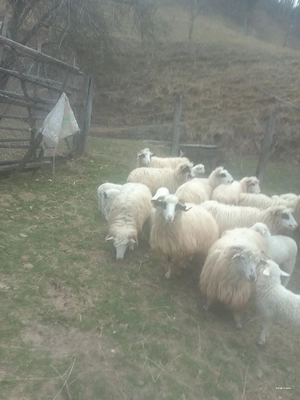 oi de vânzare  - imagine 3