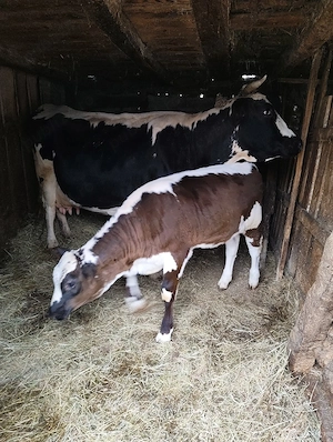 vand vițel - imagine 5