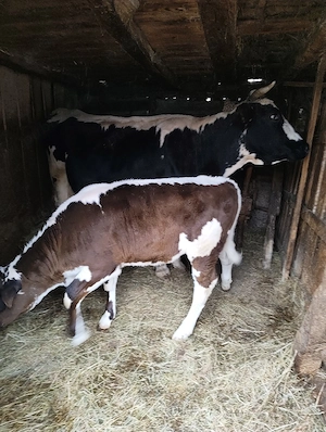 vand vițel - imagine 4