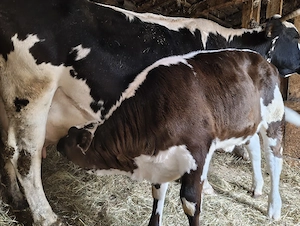 vand vițel - imagine 3