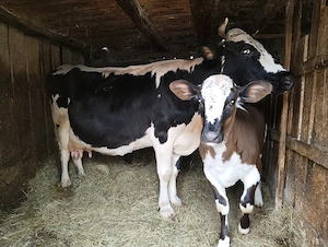 vand vițel - imagine 2