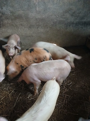 soldani frumosi - imagine 2