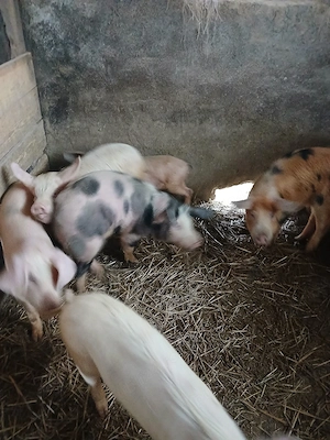 soldani frumosi - imagine 4