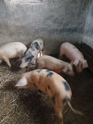 soldani frumosi - imagine 3