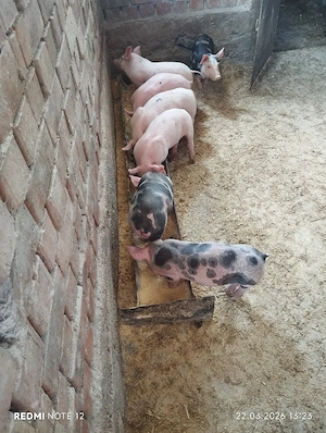 Purcei de vanzare!  - imagine 2