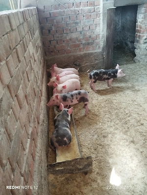 Purcei de vanzare!  - imagine 4